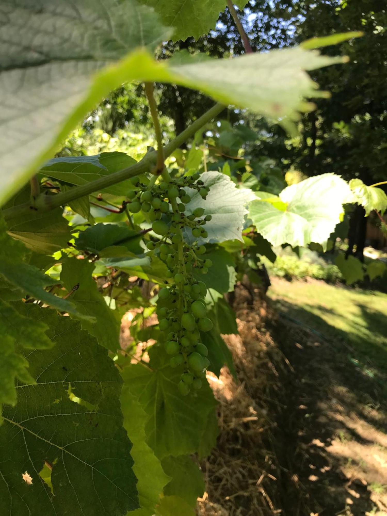 Bus Atypique Au Bord Du Canal Du Midi Et Au Coeur D'Une Foret 2 Chambres Villepinte  외부 사진